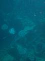 Thistlegorm (15)